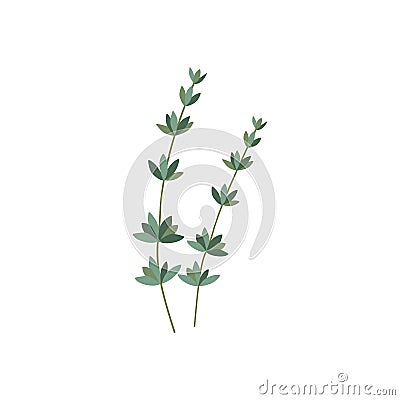 Thyme. Fresh thyme branch herb. Vector Illustration